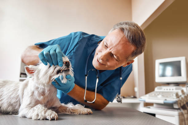 Best Emergency Dentist for Special Needs Patients in Kingman, KS